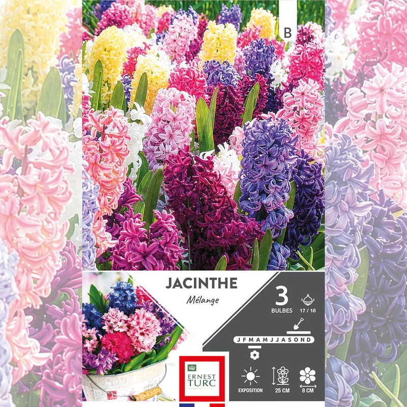 JACINTHES VARIÉES