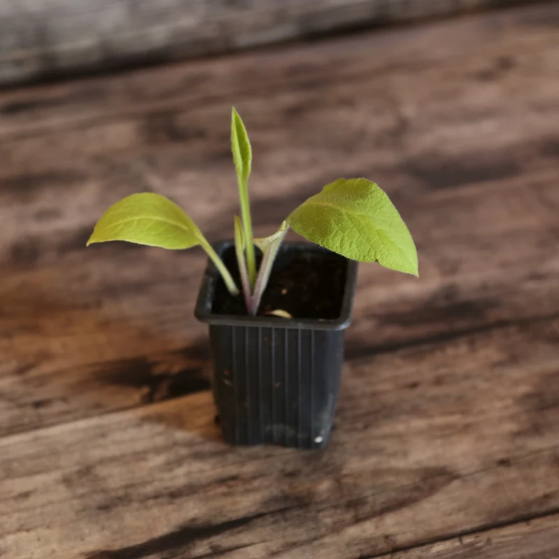 CONSOUDE BOCKING 14 - PLANT