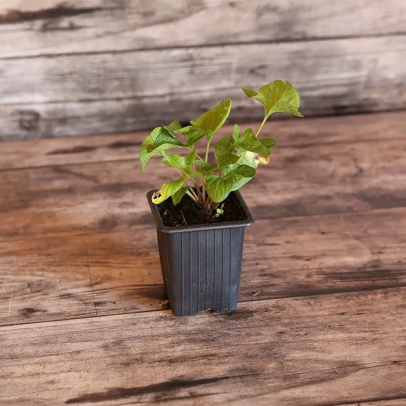 CHÉNOPODE BON HENRI AB - PLANT