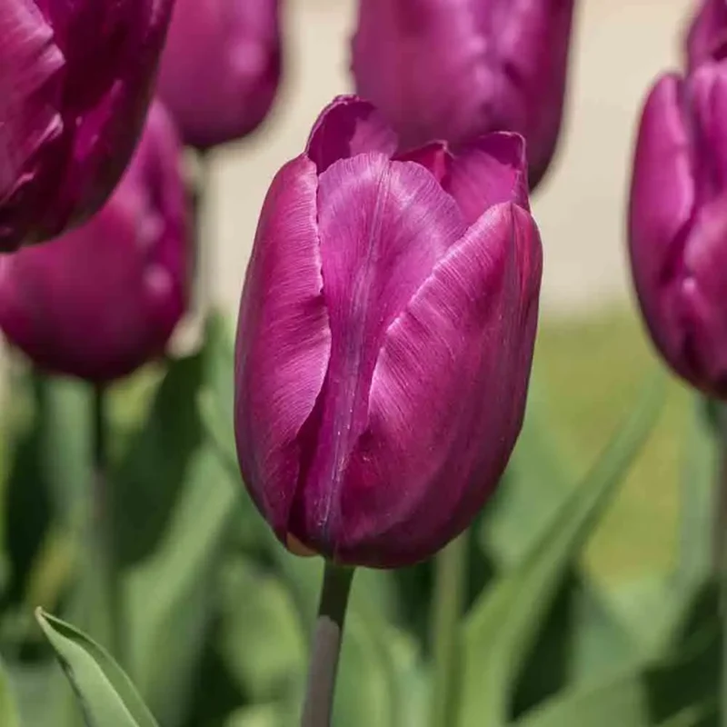 TULIPE SIMPLE HÂTIVE PURPLE AB
