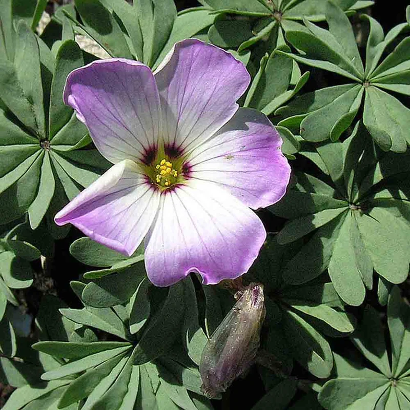 OXALIS ADENOPHYLLA