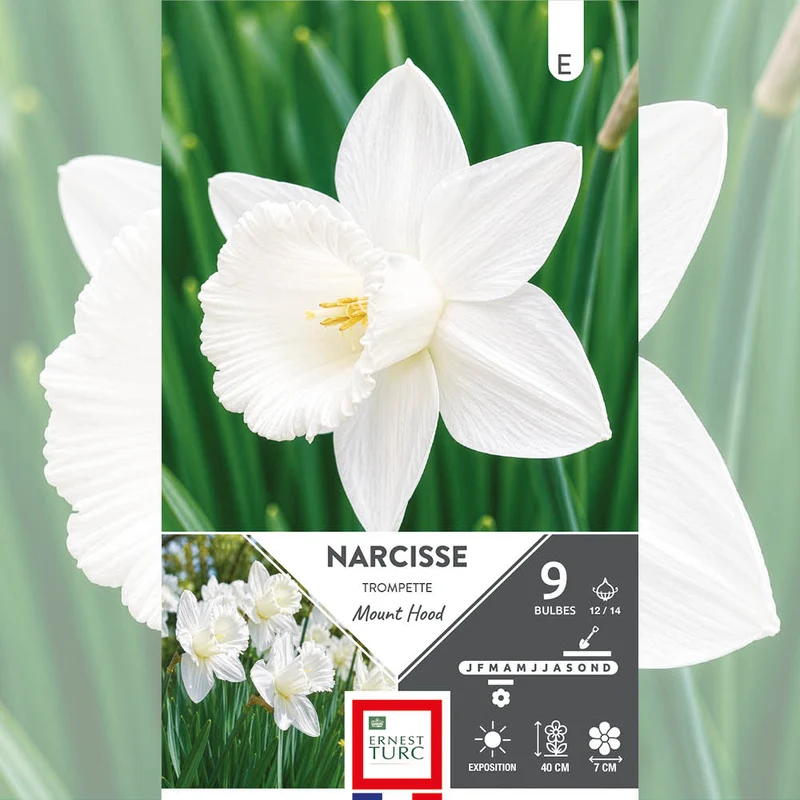 NARCISSE TROMPETTE MOUNT HOOD