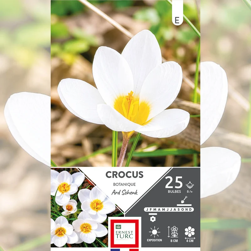 CROCUS CHRYSANTHUS ARD SCHENK