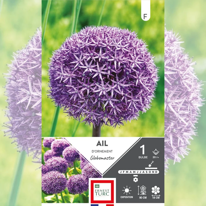 ALLIUM GLOBEMASTER