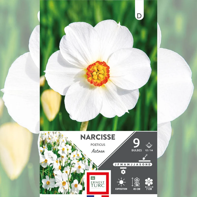NARCISSE POETICUS ACTAEA