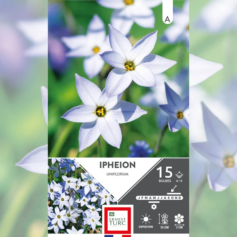 IPHEION UNIFLORUM