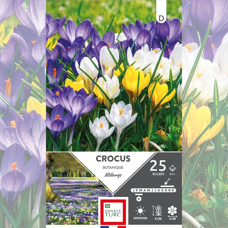 CROCUS CHRYSANTHUS VARIÉS