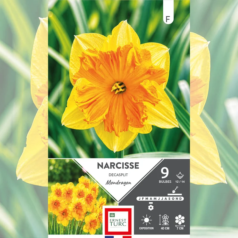 NARCISSE DECASPLIT MONDRAGON