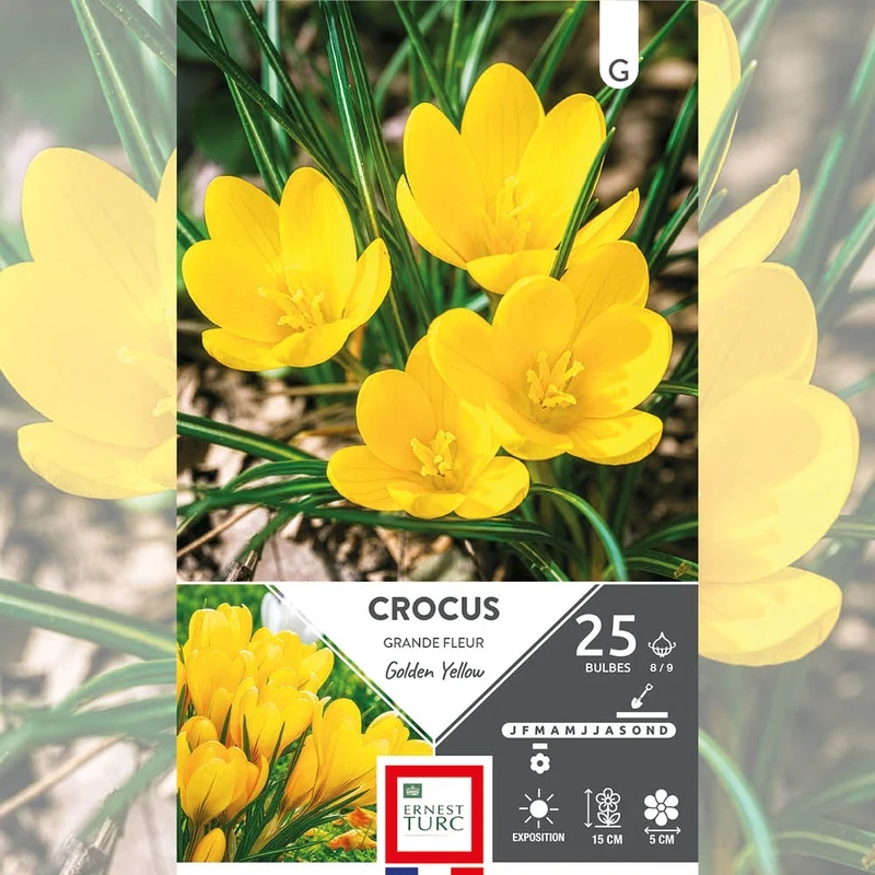 CROCUS GRANDE FLEUR GOLDEN YELLOW