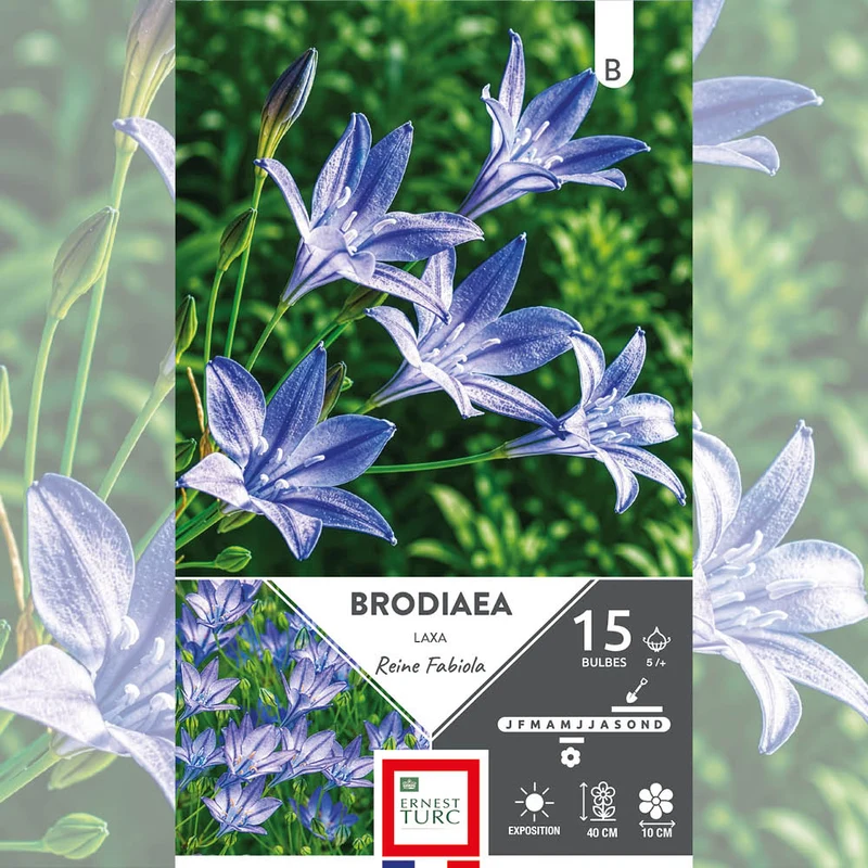 BRODIAEA TRITELIA REINE FABIOLA