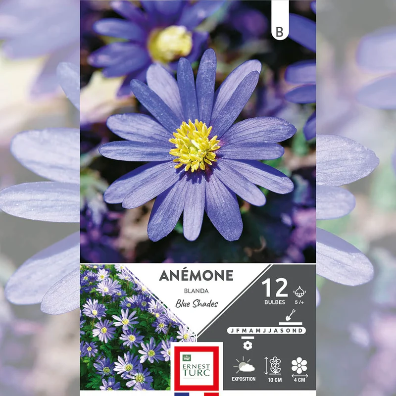 ANÉMONE BLANDA BLUE SHADES