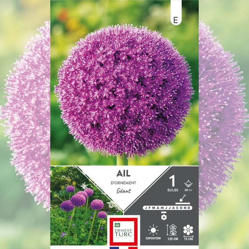 ALLIUM GIGANTEUM