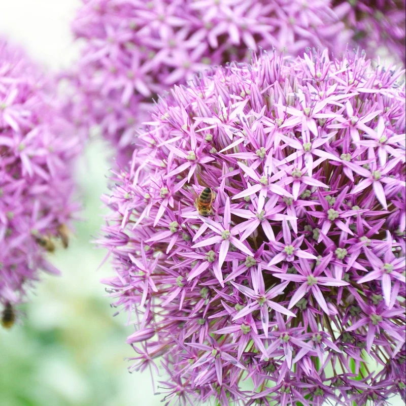 ALLIUM GIGANTEUM