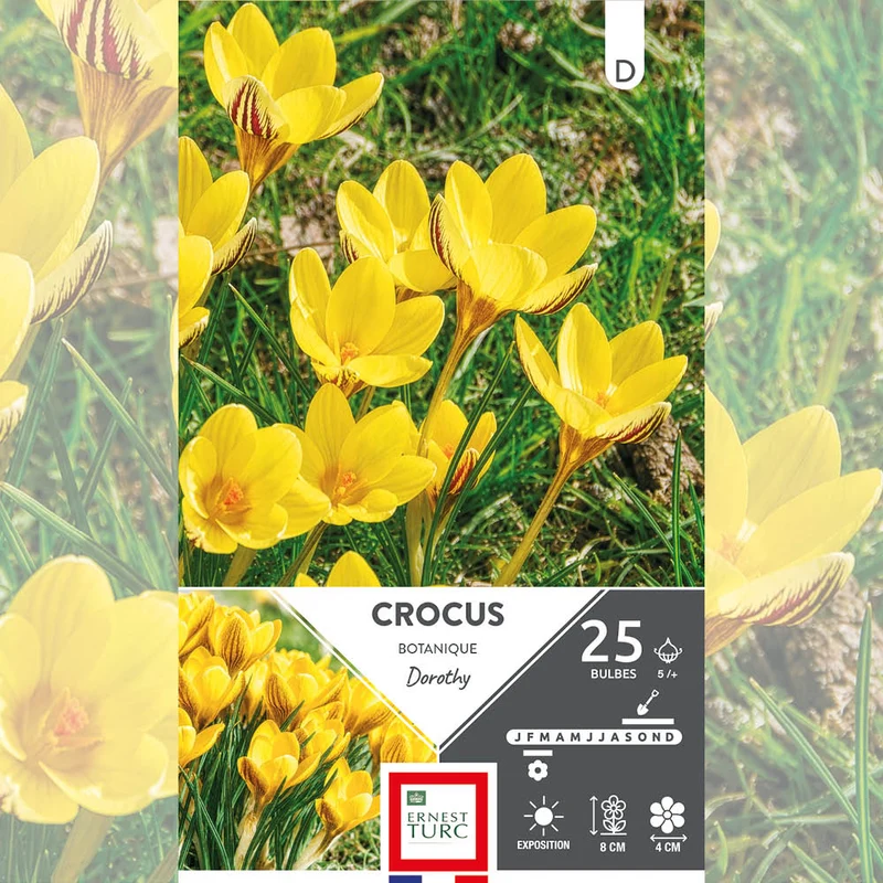 CROCUS CHRYSANTHUS DOROTHY