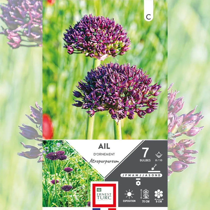 ALLIUM ATROPURPUREUM