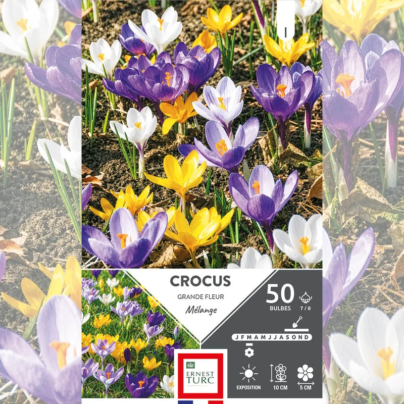 CROCUS GRANDE FLEUR VARIÉS