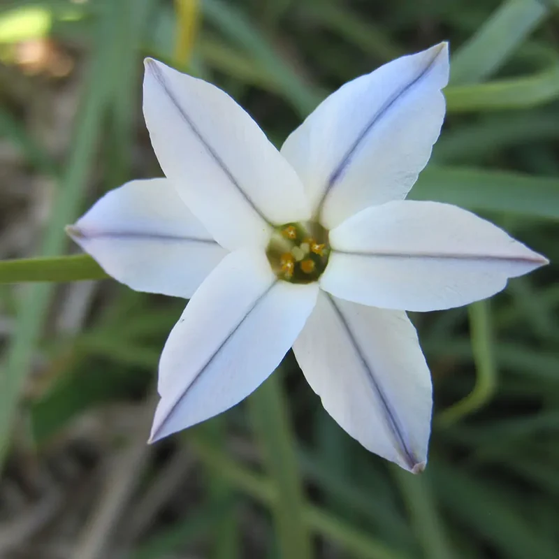IPHEION UNIFLORUM 'WISLEY BLUE'