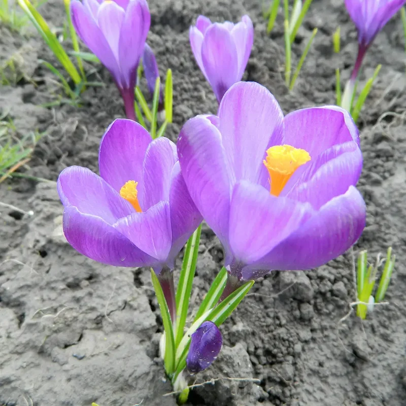 CROCUS VERNUS 'FLOWER RECORD' AB