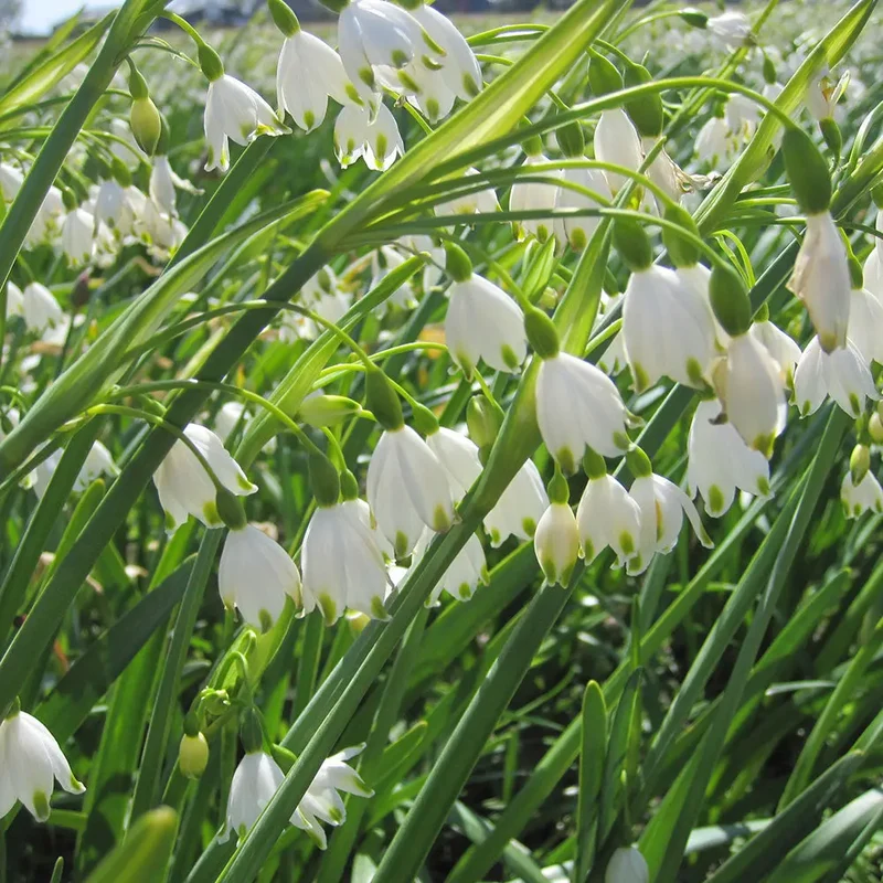 LEUCOJUM AESTIVUM 'GRAVETYE GIANT'