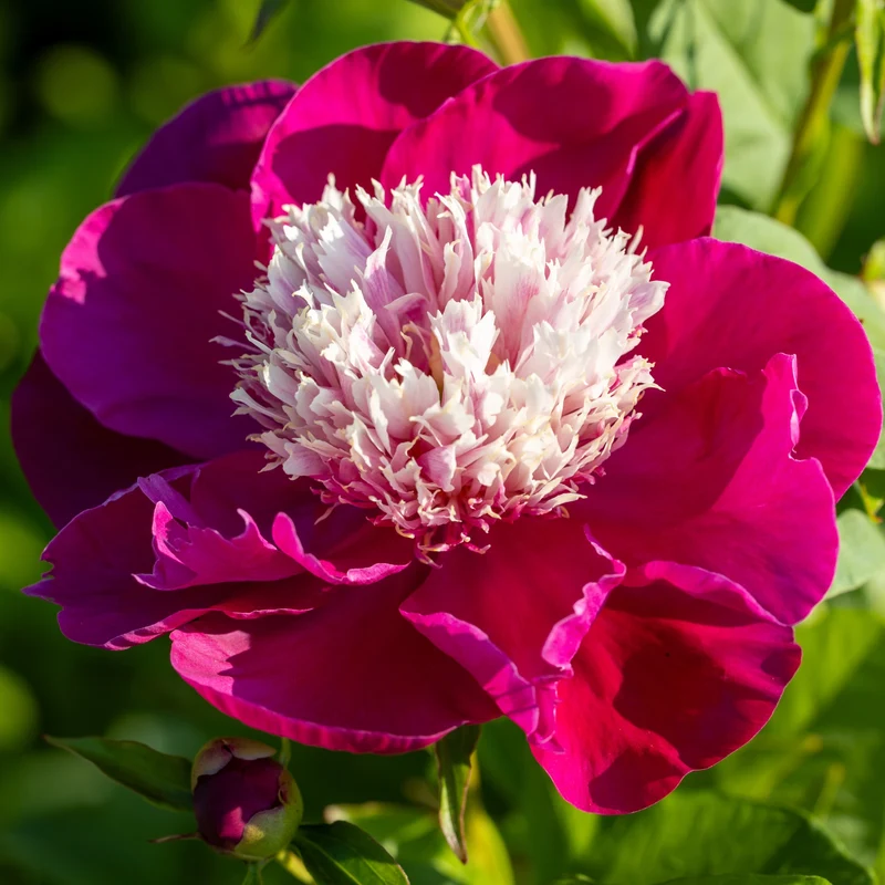 Pivoine White Cap