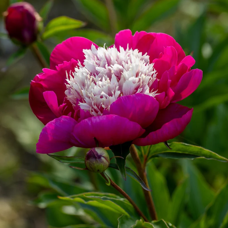 Pivoine White Cap