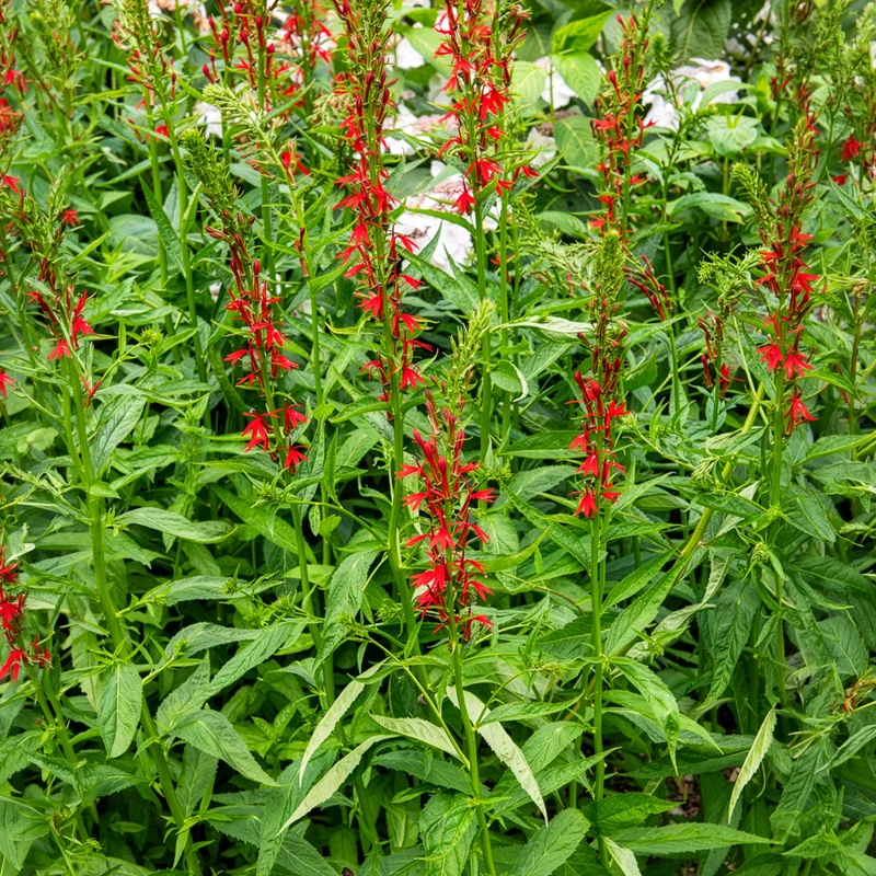 Lobelia cardinale