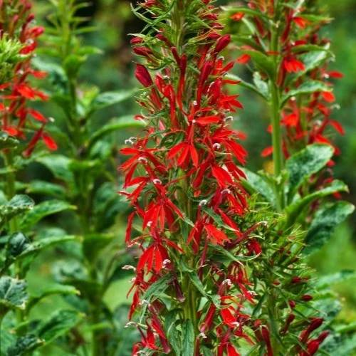 Lobelia cardinale
