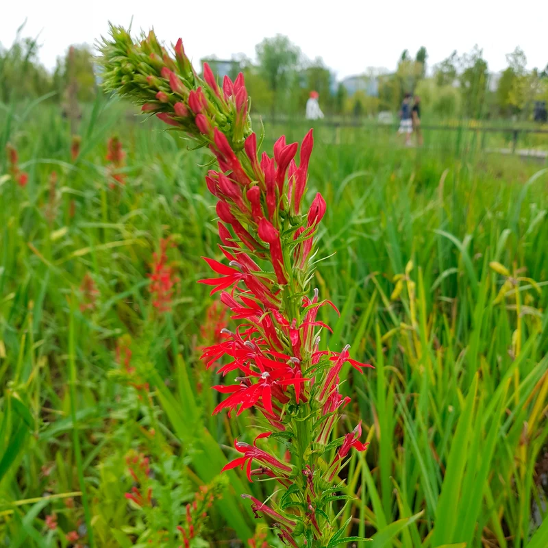 Lobelia cardinale
