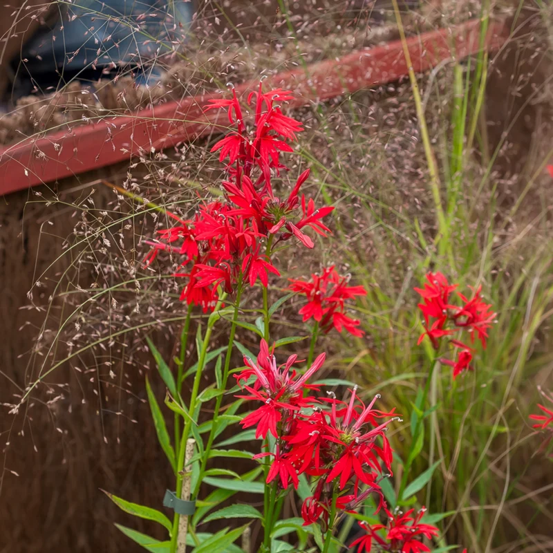 Lobelia cardinale