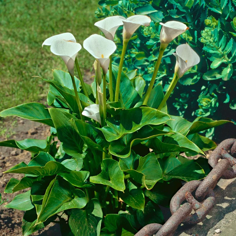 Arum blanc - Calla