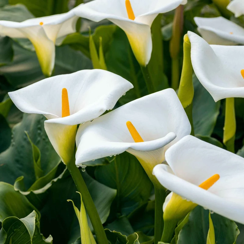 Arum blanc - Calla