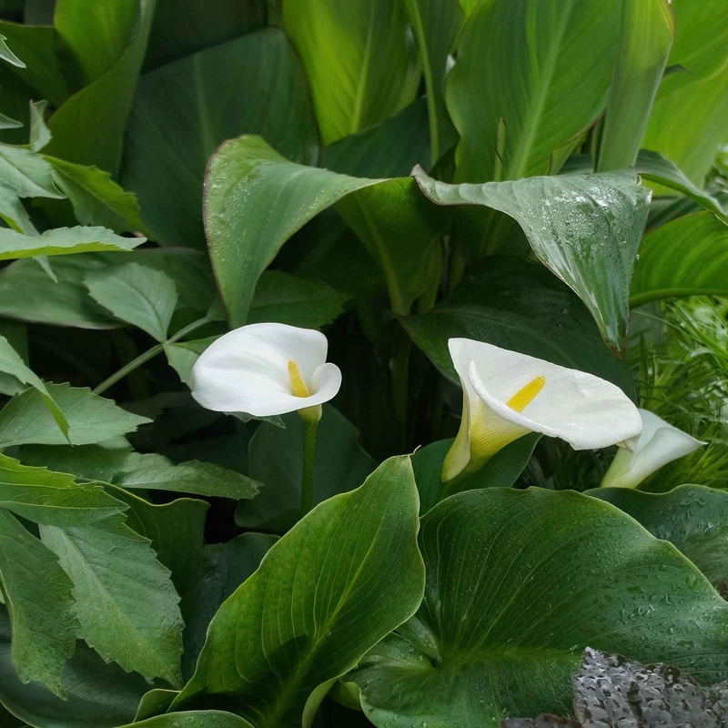 Arum blanc - Calla