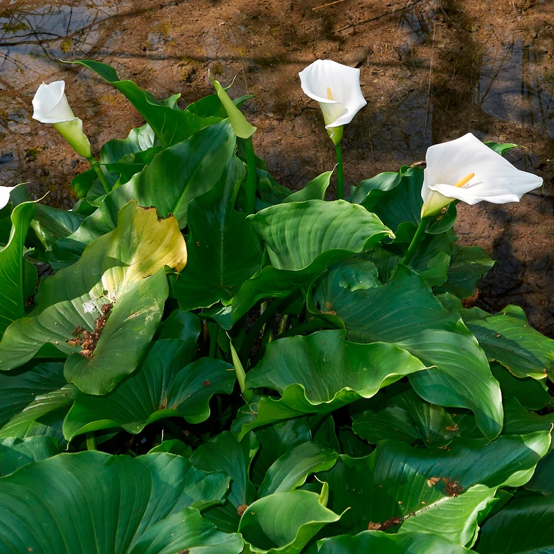 Arum blanc - Calla