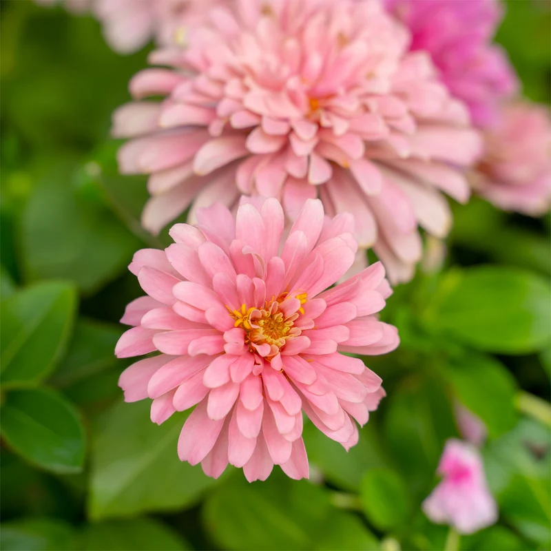 Zinnia rose
