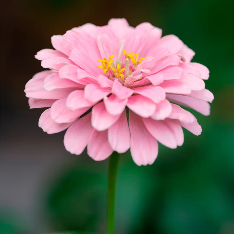 Zinnia rose