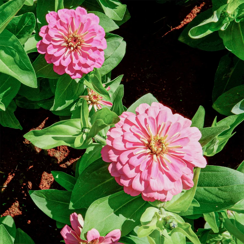 Zinnia rose