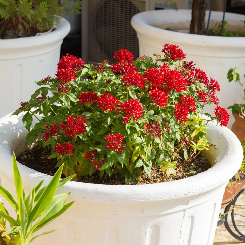 Pentas rouge