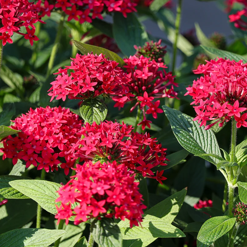 Pentas rouge