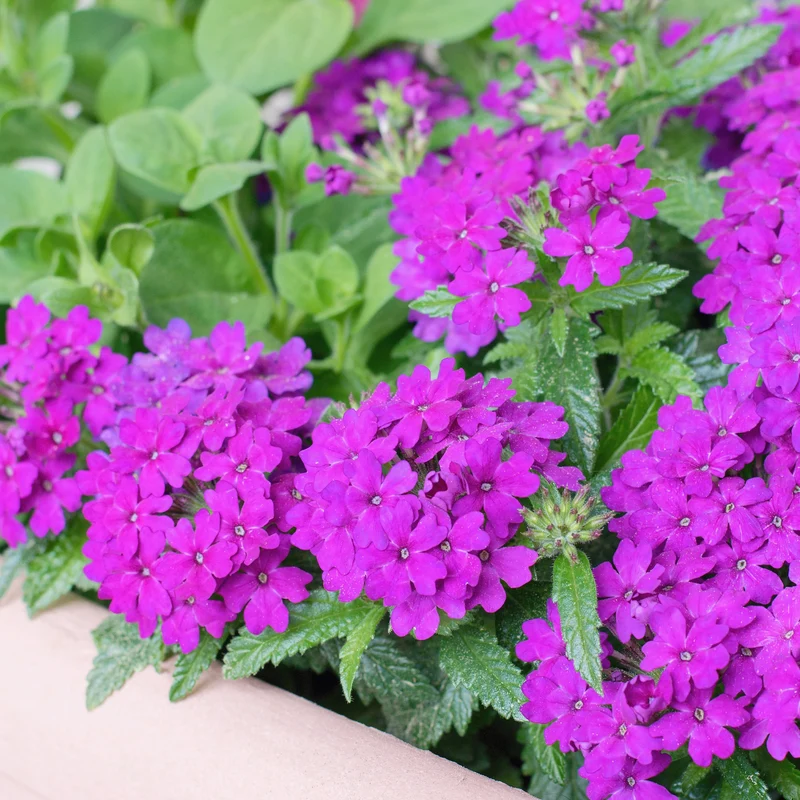 Verveine retombante violette