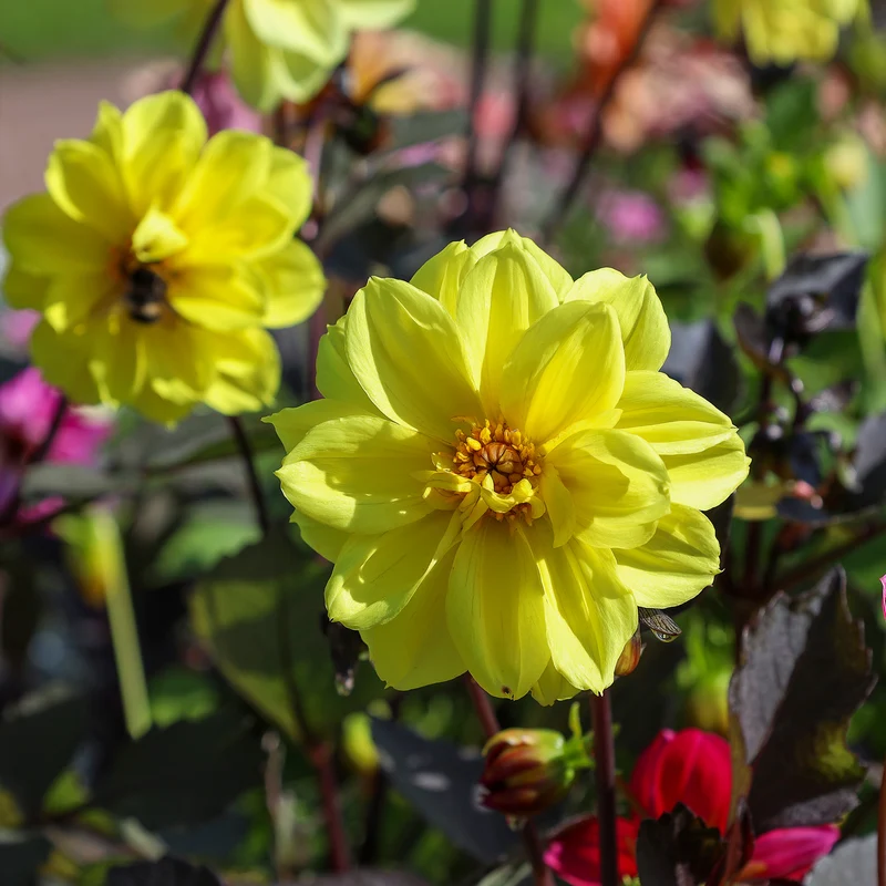 Dahlia jaune
