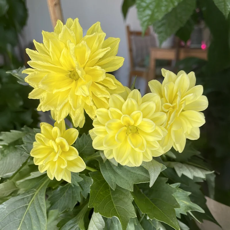 Dahlia jaune