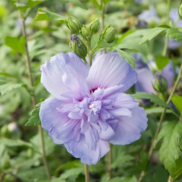Hibiscus Blue Chiffon
