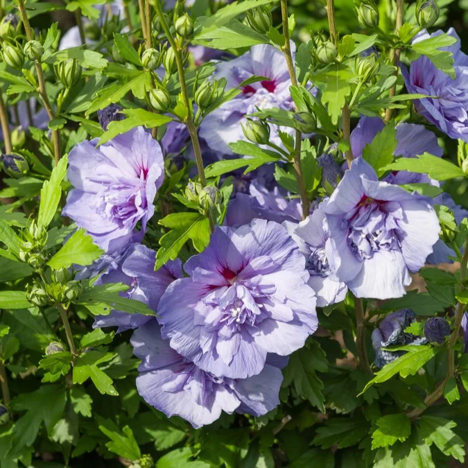Hibiscus Blue Chiffon