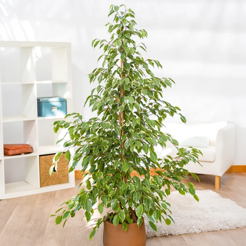 Ficus benjamina Golden King