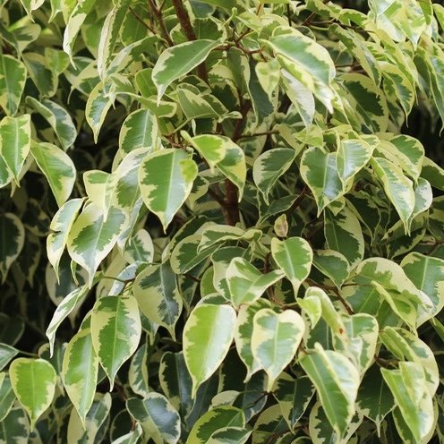 Ficus benjamina Golden King