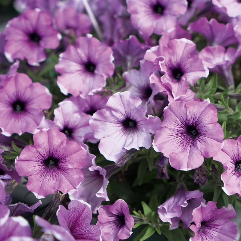 3 Pétunias Lavender Blush