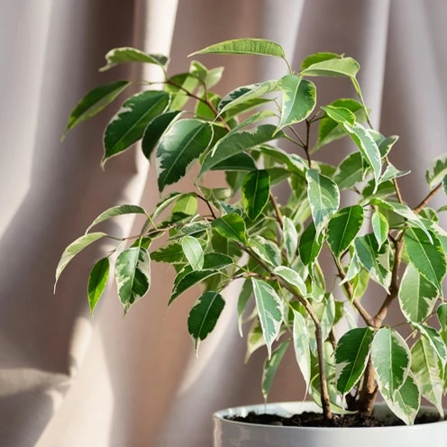 Ficus benjamina Twilight
