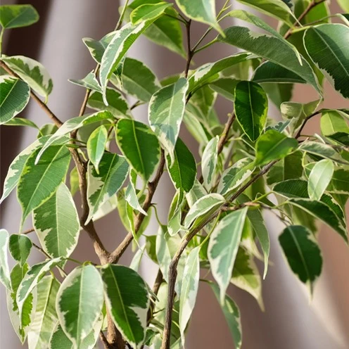 Ficus benjamina Twilight