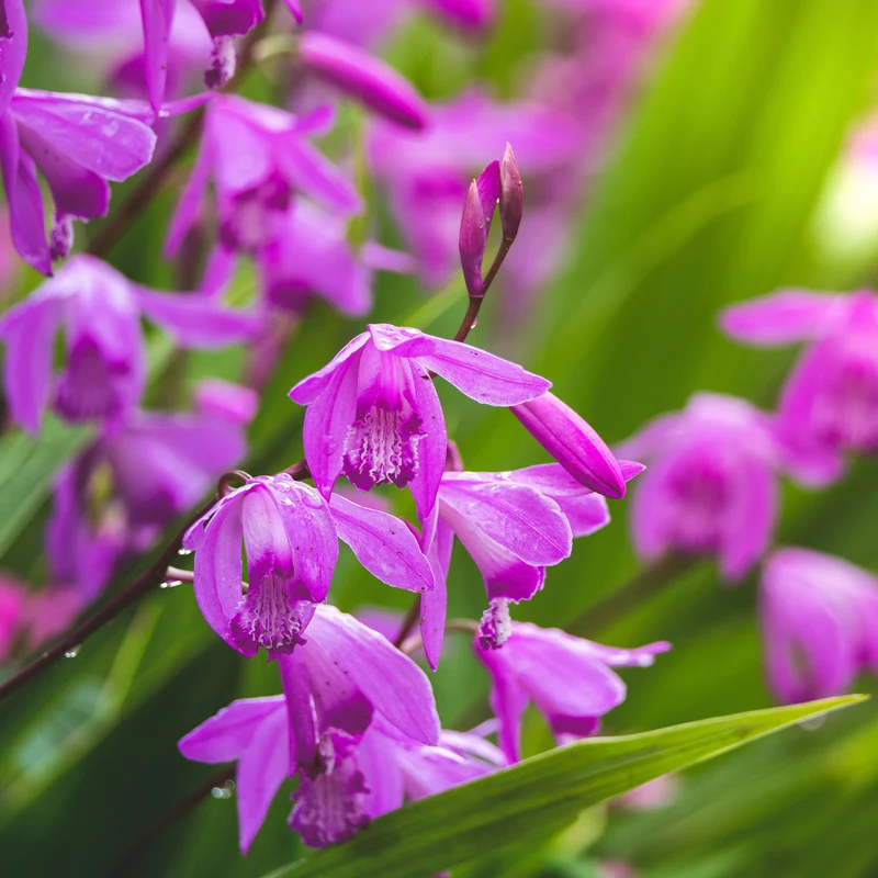 Orchidée Jacinthe - Bletilla striata