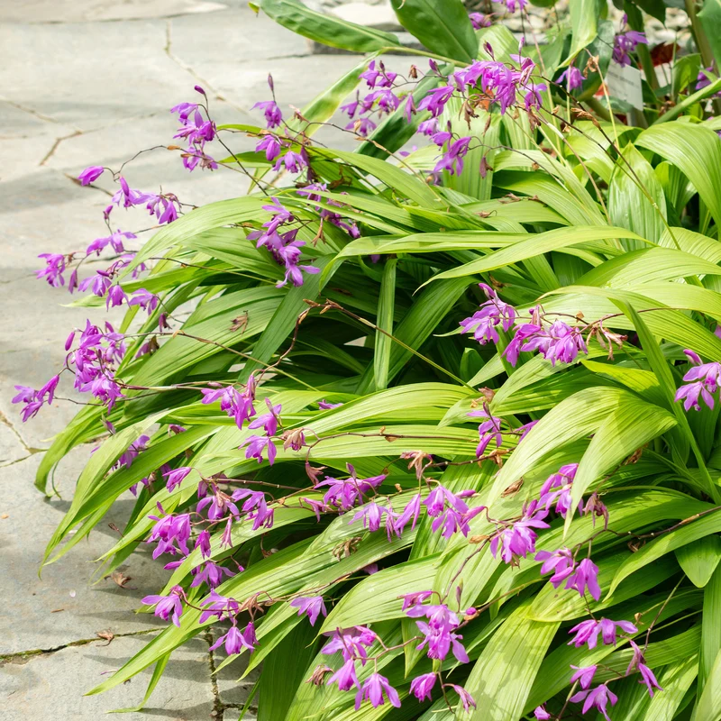 Orchidée Jacinthe - Bletilla striata